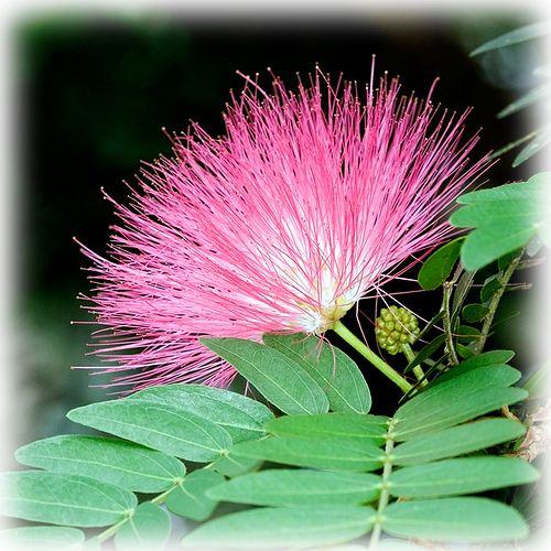 Mimosa Albizzia Julibrissin Wild Things Grow