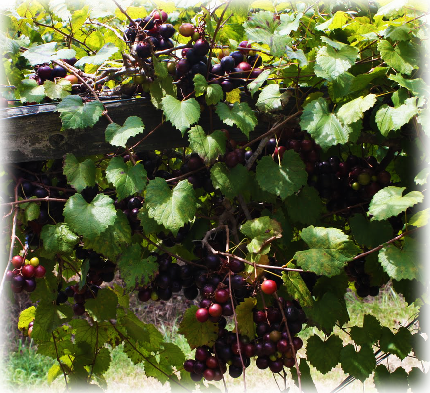 Muscadine Grapes Wild Things Grow