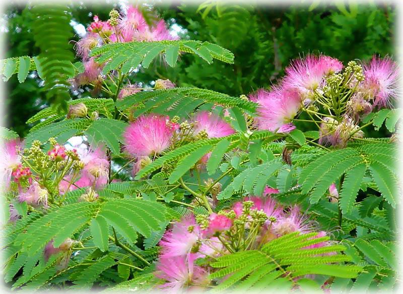 Mimosa Albizzia Julibrissin Wild Things Grow